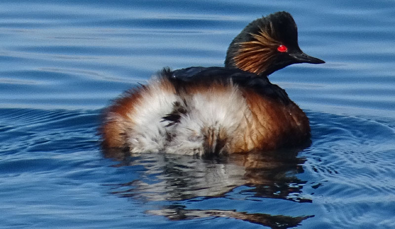 Podiceps nigricollis (Svasso piccolo)